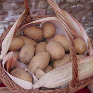 The Mugello potato