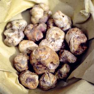 The valuable white truffle