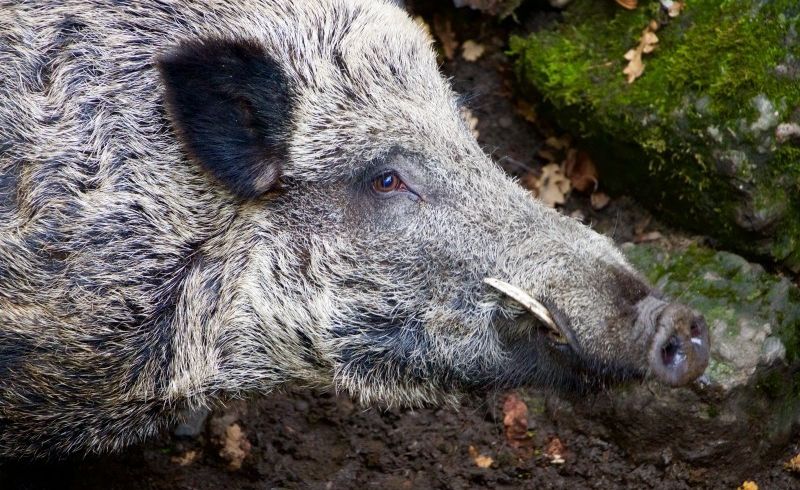 nature-animals-wild-boar-boar-cutting-tooth