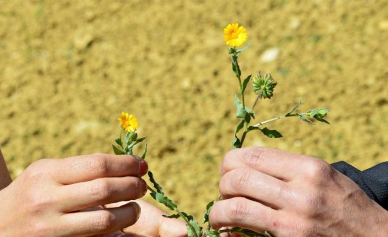 erbe-selvatiche-trekking-mugello