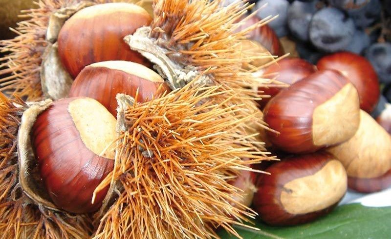 Marroni