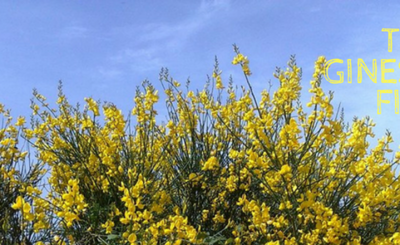 TREK GINESTRA IN FIORE (2)