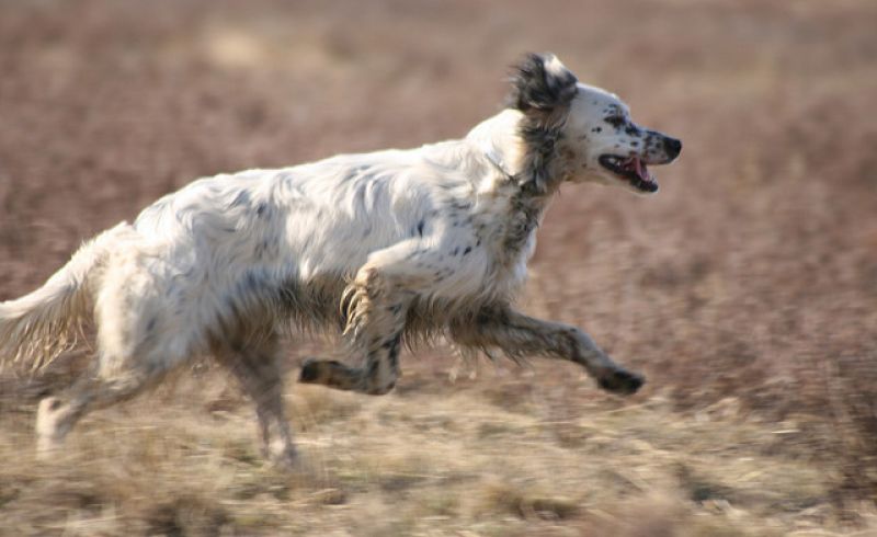 cane da caccia
