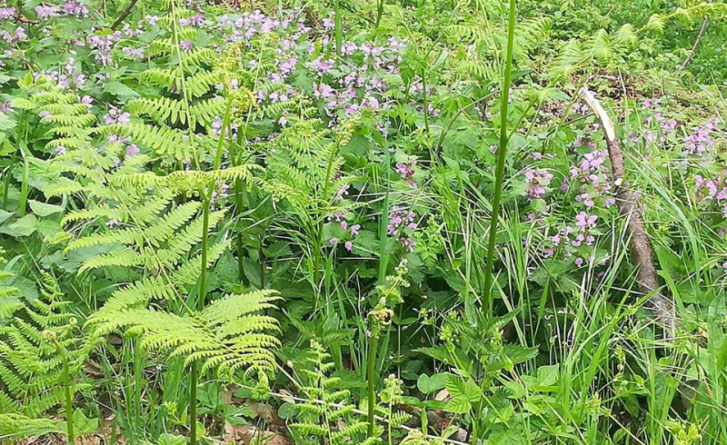 ERBE 20 MAGGIO MOSCHETA