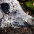 800x490-crop-80-nature-animals-wild-boar-boar-cutting-tooth