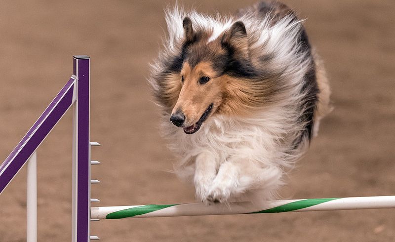 41219005354_8dd02fa14f_c