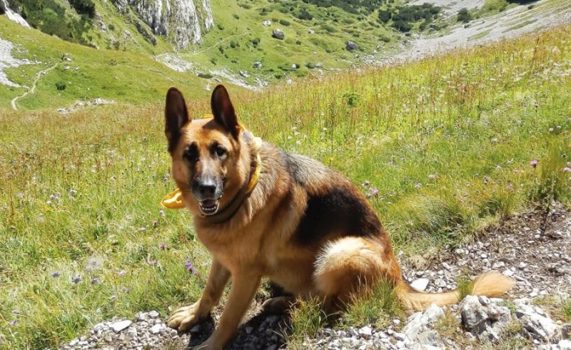 cammini a quattro zampe 18-21 ottobre 2018