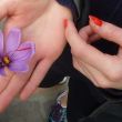 Saffron-flower