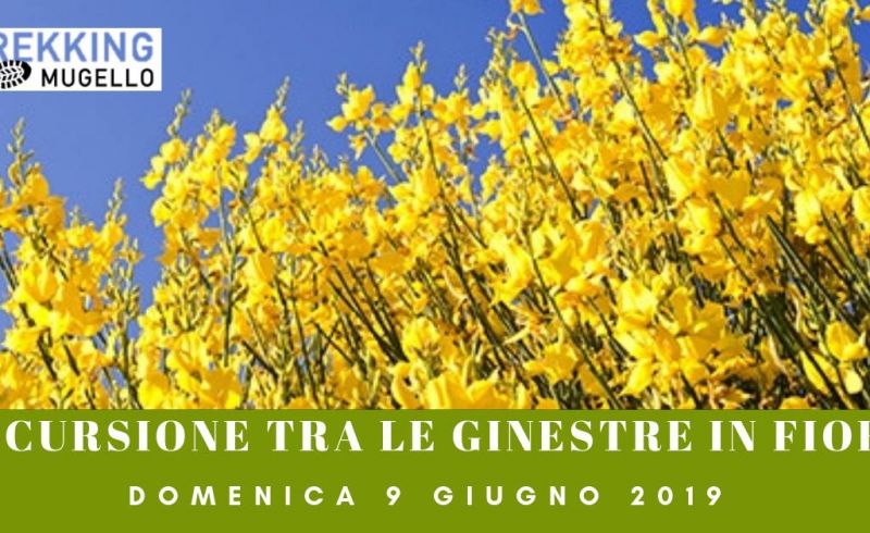 9GIUGNO GINESTREINFIORE