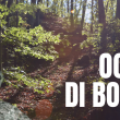 OCCHI DI BOSCO