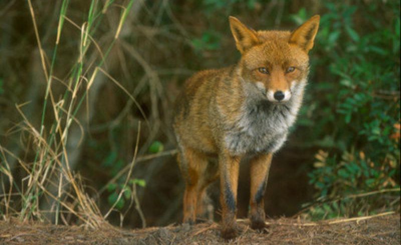 1200x630-towidth-75-volpe