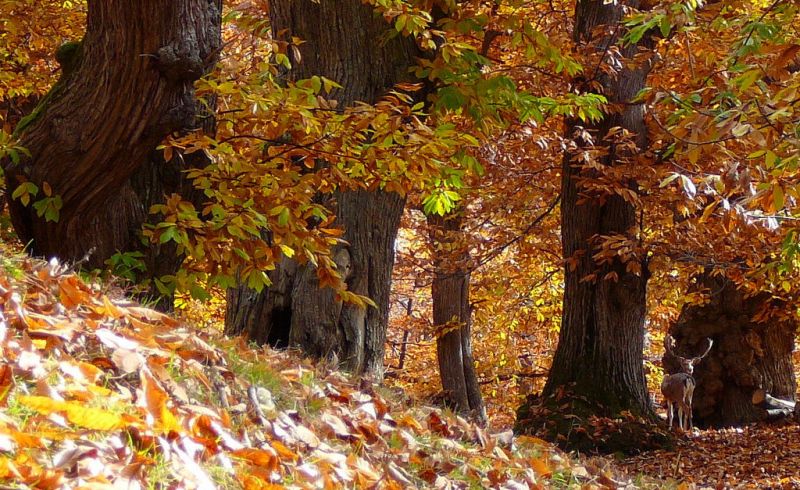 pag. 44 Castagneto nell'Alto Mugello