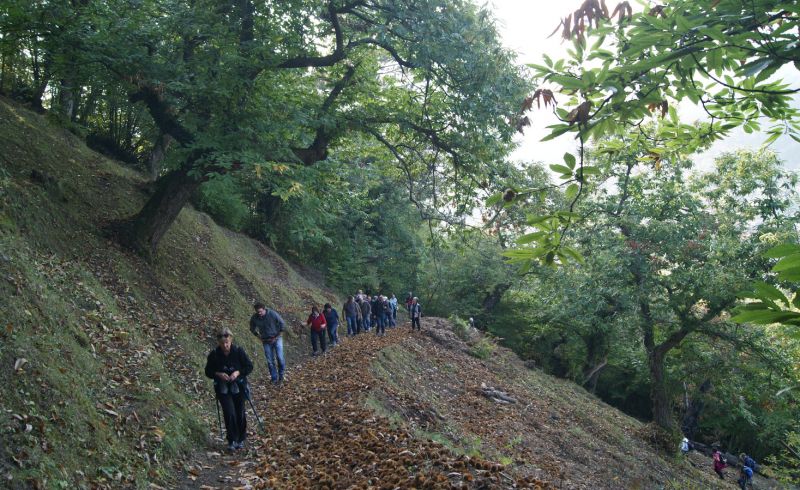 trekking nel castagneto a marradi