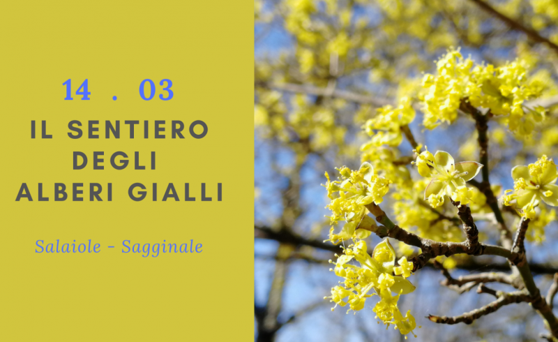 Il sentiero degli Alberi Gialli_FB
