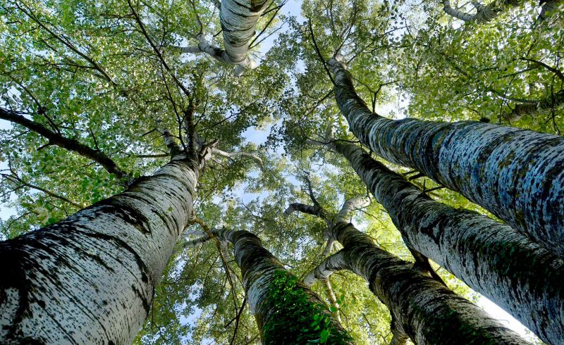 Alberi a Pulicciano Ronta