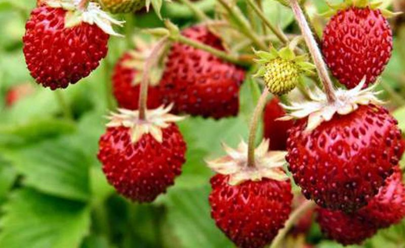 fragola-di-bosco.jpg