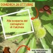 26_10-Trekking-delle-Castagne