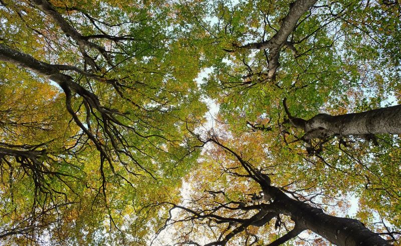 giogo-casaglia-autunno25 - Copia