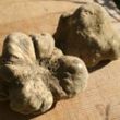 24th and 25th/10  -  EXHIBITION OF WHITE AND BLACK TRUFFLE