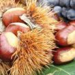 4th,11th,18th,25th/10 - 52th CHESTNUT FESTIVAL