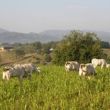 from 12th/09 till 4th/10 - GIOTTO AND AGRICULTURE IN VICCHIO 