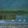 18th/10 - BIRDWATCHING AT OASIS GABBIANELLO