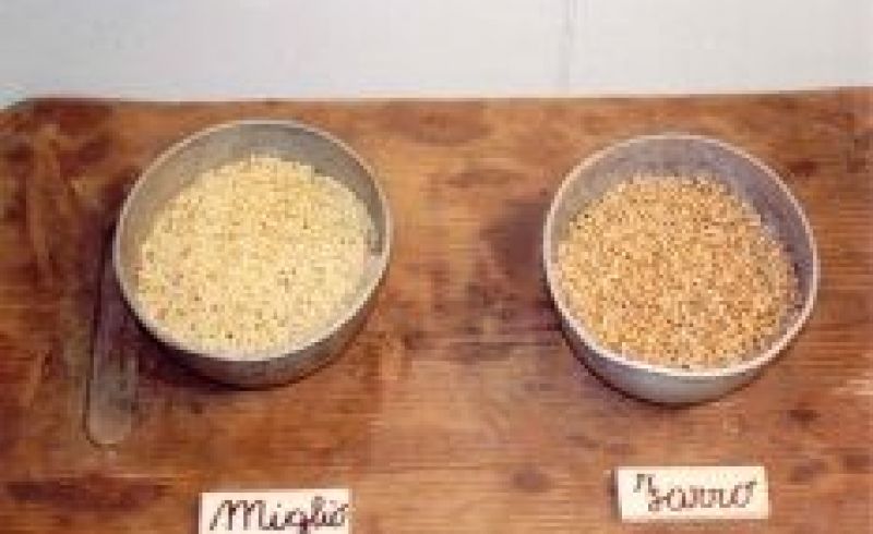 1st and 2nd/08 - ORGANIC SPELT FEST