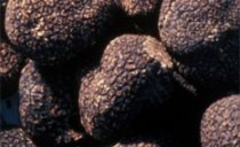 14th and 15th/10 - MARKET FAIR OF MUGELLO BLACK&WHITE TRUFFLE