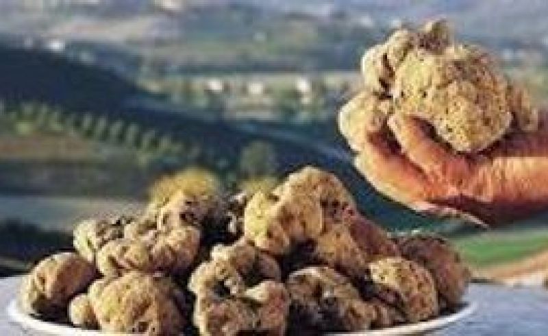 31st/10,1st/11,7th and 8th/11 - TRUFFLE FESTIVAL