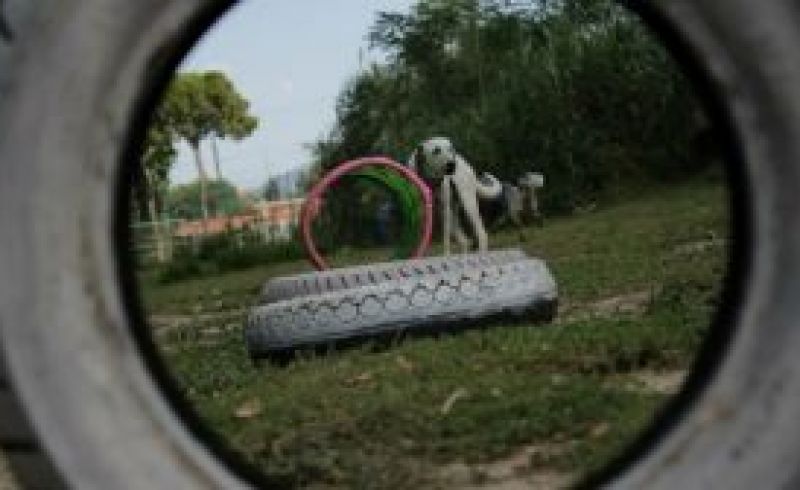 17th/04 - WALKING WITH MY PET IN MUGELLO