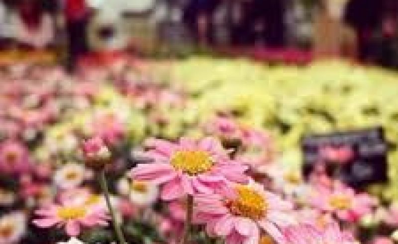 7th,15th and 28th/05 - VISIT TO THE HISTORICAL GARDENS