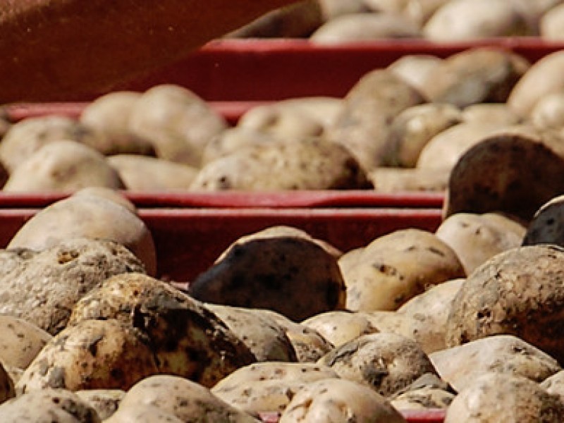PATATE