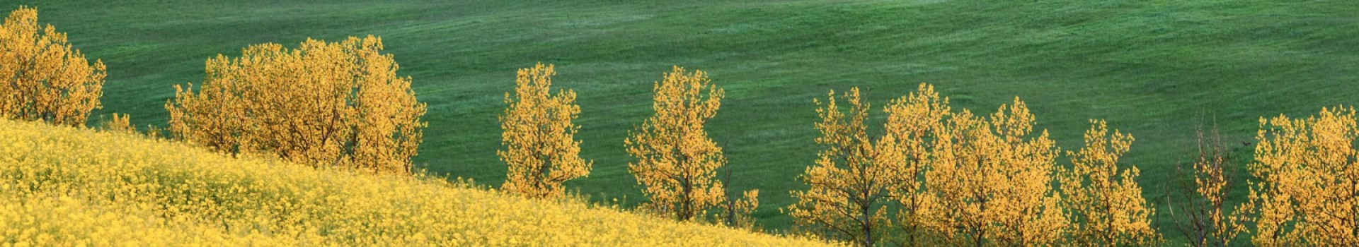 gianfranco_guazzi_natura02