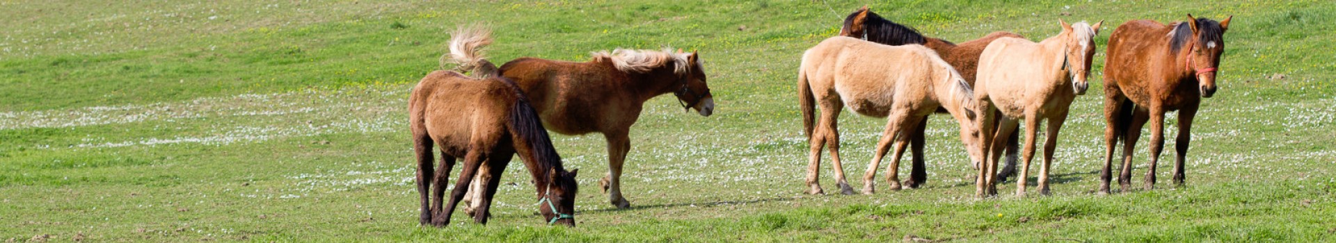 Stefano_Aramini_natura01