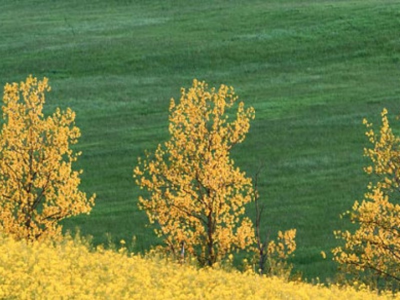 gianfranco_guazzi_natura02