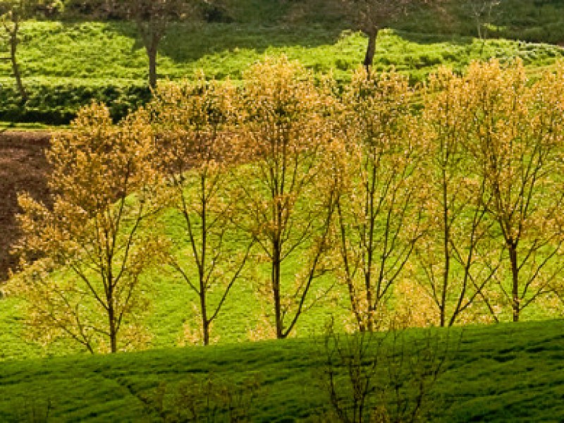 Stefano_Aramini_home08