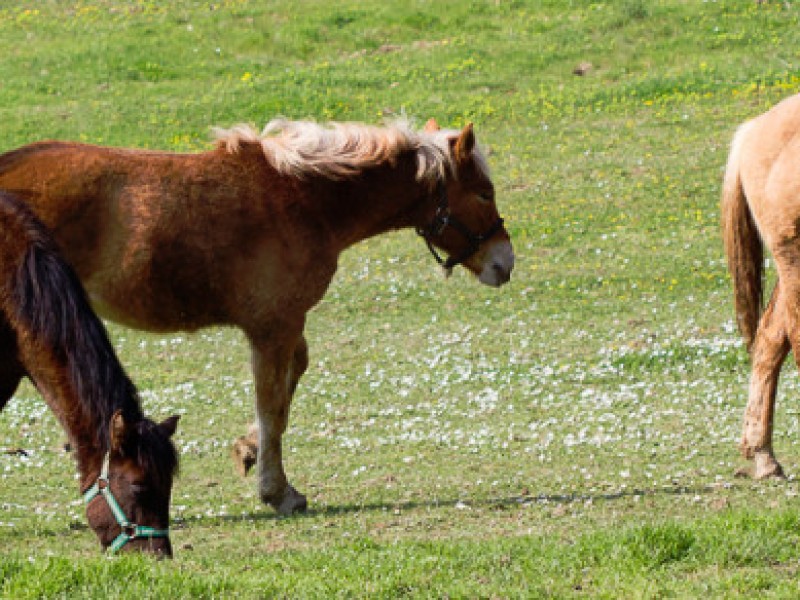 Stefano_Aramini_natura01